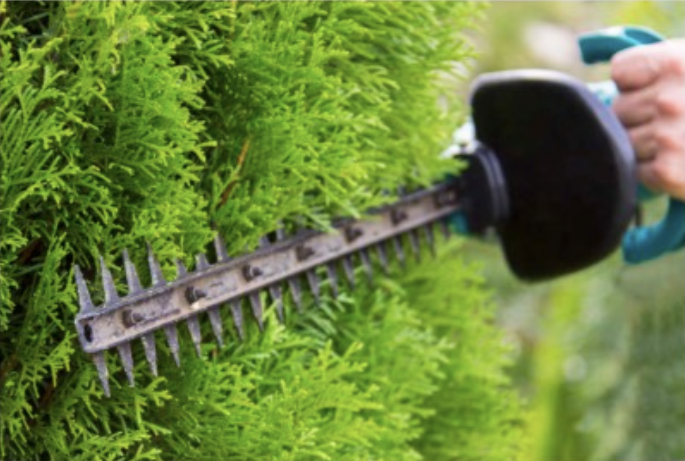 Illustration of hedge trimming and garden maintenance services